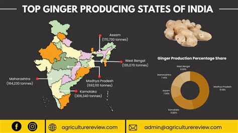 Top 10 Ginger Producing Countries States In India Agriculture Review