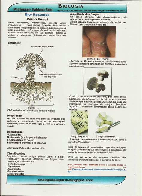 Um Pouco De Biologia REINO FUNGI