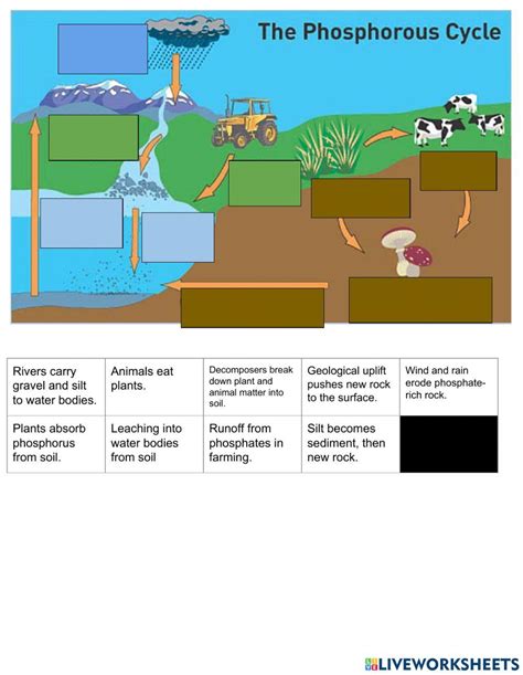 Phosphorus Cycle Poster Nutrients For Life Worksheets Library