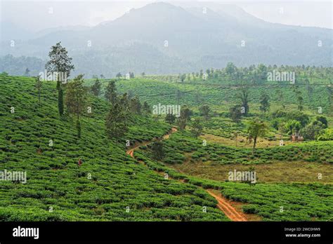 Tea Plantation Wayanad Stock Photo Alamy