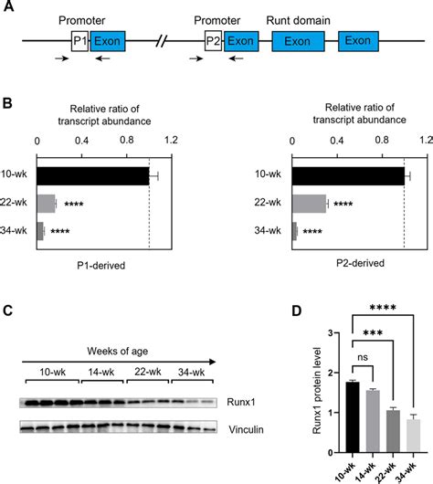 Runx1 Promoter P1 And P2 Mediated Expression Of Runx1 In Rat Hearts A