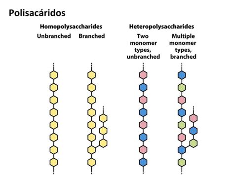 Carbohidratos Ppt