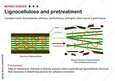 Botany Diagram Plant Biology Show Structure Of Lignocellulose In