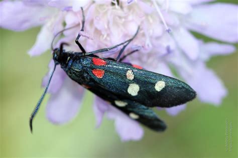 Photo Zygaena Ephialtes