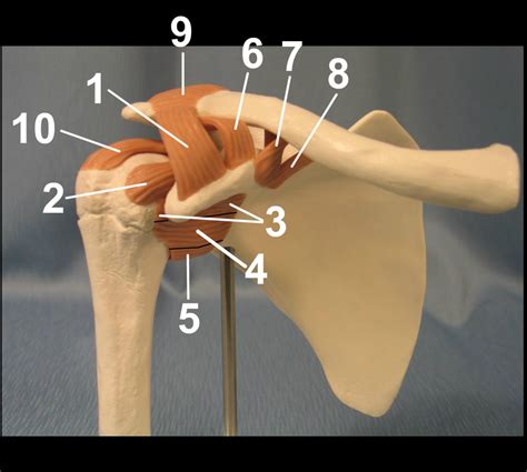 Shoulder Ligament Model Anterior View Diagram Quizlet