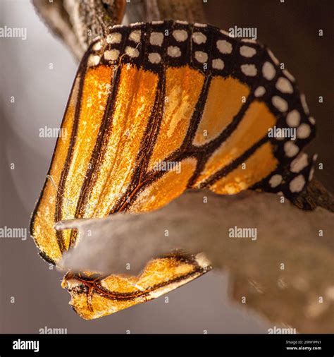 Butterfly Anatomy Hi Res Stock Photography And Images Alamy