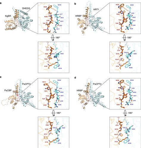 Amino Acid Residues At The Putative Interface Of Plant Cpt Cptl