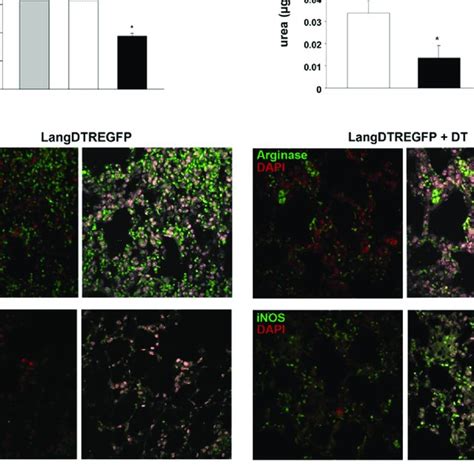 Ex Vivo Cytokine Production Fungal Growth Inhibition And Arginase 1 Or