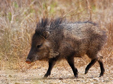 1100 Javelina Stock Photos Pictures And Royalty Free Images Istock