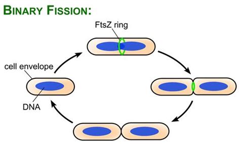 Reproduction Process And Types Of Asexual Reproduction Science Online