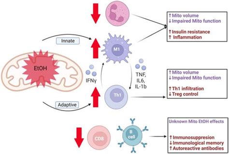 Ijms Free Full Text Mitochondrial Dysfunction At The Nexus Between