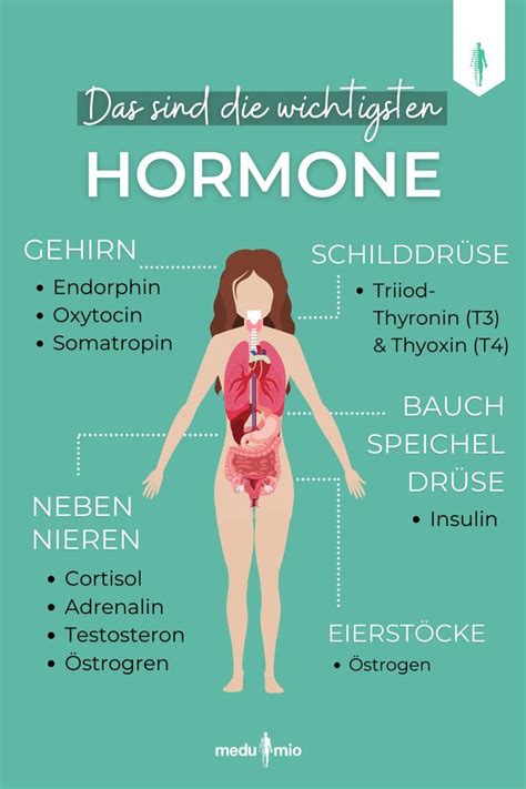 Werde Jetzt Selbst Expert In In Sachen Hormone Egal Ob Im Gehirn Der