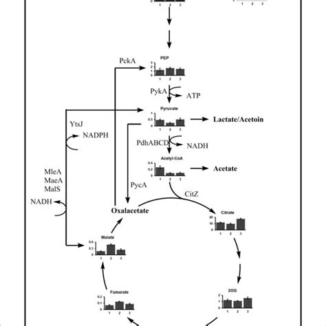 Metabolic Profile Of The Pep Pyruvate Oxaloacetate Node For B