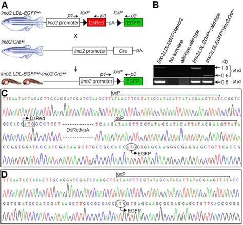 Molecular Evidences Of Cre Mediated Recombination A Schematic