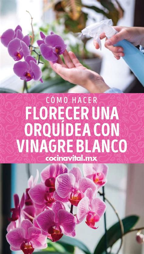 Cómo hacer florecer una orquídea con vinagre blanco Orquideas