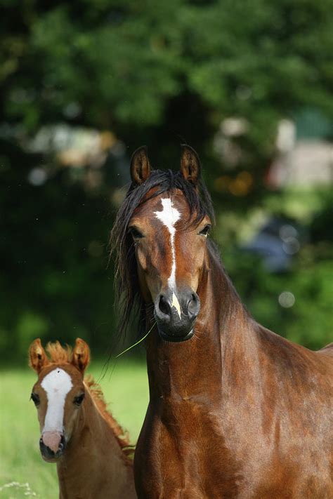 1z5f9794 Welsh Cob Mare And Foal Brynseion Stud Uk Photograph By Bob