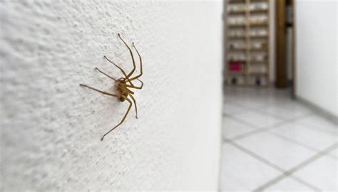 Paura per il ragno violino in Italia e boom di chiamate al centro ...