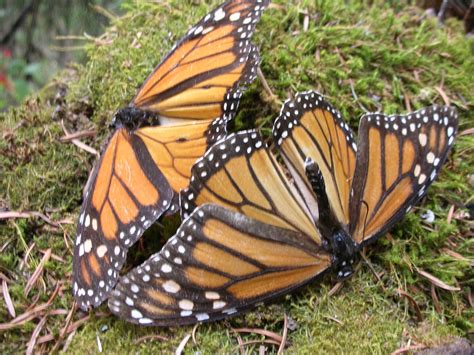 Disfrutando El Mundo Mariposas Monarcas