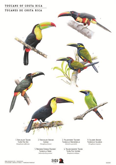 Get High Quality Bird Art Support Conservation In Costa Rica Costa