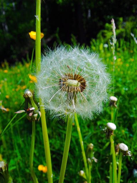 Pusteblume Verwelkt Natur Kostenloses Foto Auf Pixabay Pixabay