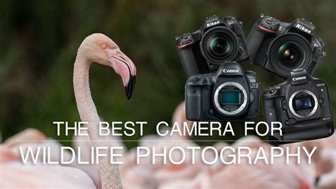 What is the Best Camera for Wildlife Photography? | Wildlife ...