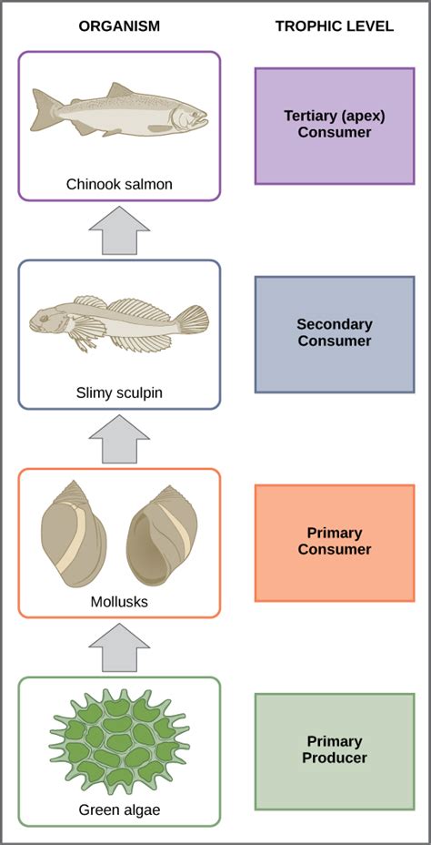 461b Food Chains And Food Webs Biology Libretexts