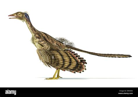 Foto Realista Y Científicamente Correcta Representación De Un Dinosaurio Archaeopteryx