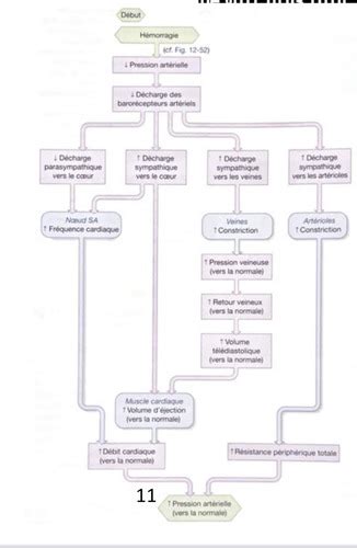 Physiologie Humaine II Cours 3 Flashcards Quizlet