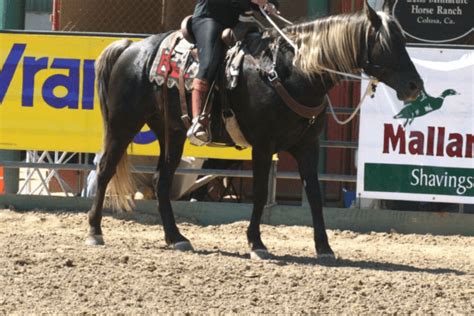 Kentucky Mountain Saddle Horse: A Breed Overview - Horse Wildlife