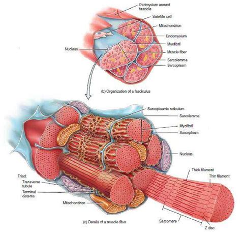 Cardiac Muscle Anatomy - Anatomical Charts & Posters