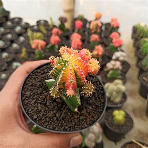 Gymnocalycium Plants For Sale From Kaktus Id Source Quality Cactus