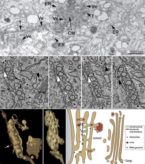 Flavivirus replication organelles derived from the ER. Top panel, TEM ...