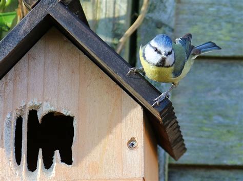 Blue Tit Nesting Nest Box Free Photo On Pixabay Pixabay