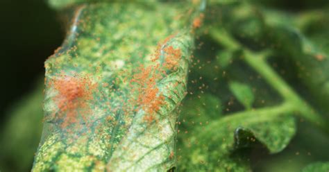 Do Not Ignore These Early Signs Of Spider Mites Southern Botanical