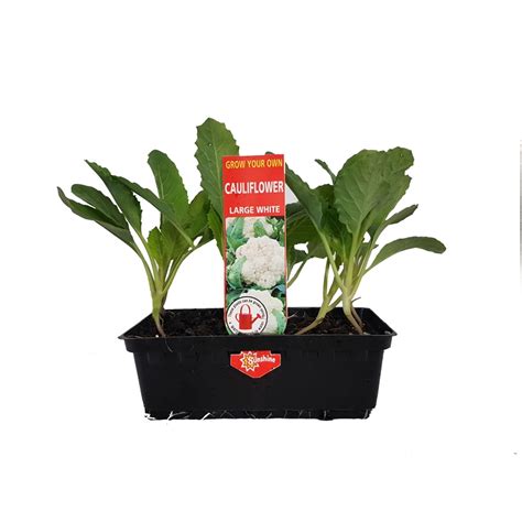 Grow Your Own Vegetable Seedling Punnet Range Bunnings Warehouse