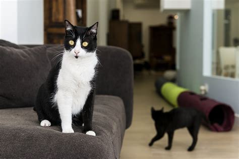 Aqui H Gato J Abriu O Primeiro Cat Caf De Lisboa Observador