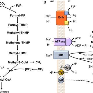 The Woodljungdahl Pathway Of Acetyl Coa Formation From Co In