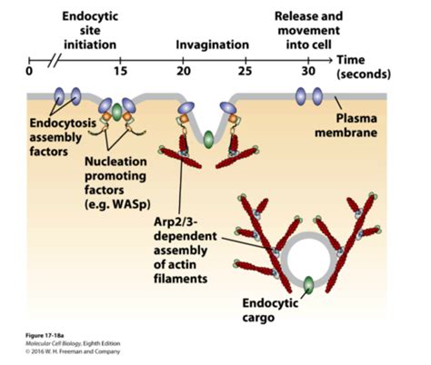 CH 17 Cell organization and Movement I: Microfilaments Flashcards | Quizlet