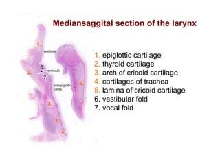 Histology of respiratory system larynx trache and lung | PPT