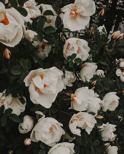 Hd Wallpaper White Roses Garden White Flowers Evening Red Roses