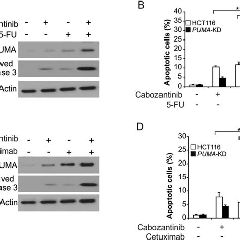 Puma Mediates The Antitumor Effects Of Cabozantinib In A Xenograft