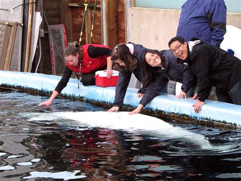 weezermonkey: The Vancouver Aquarium: Beluga Encounter