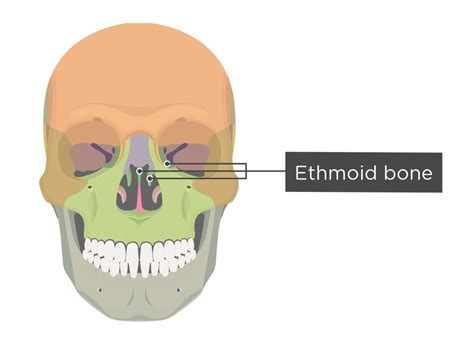 Ethmoid Bone Anatomy Getbodysmart 48 Off