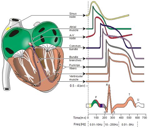 1 Electrophysiology Of The Heart The Different Waveforms For Each Of