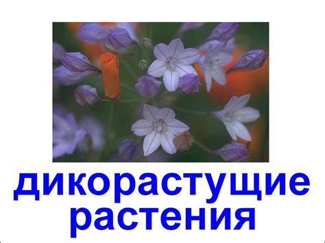 Дикорастущие растения и цветы - online presentation