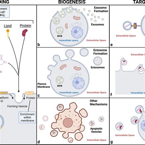 Overview Of The Stages Of Extracellular Vesicle Formation And Release