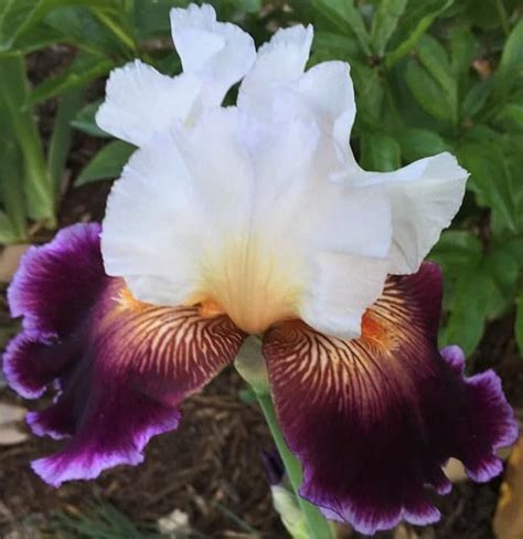 Amazon Care To Dance Bearded Iris Flowering Plant Root Start