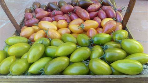 Mélange de Tomates Allongées Potage et gourmands