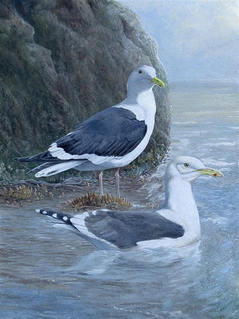 Western Gulls Painting By Barry Kent MacKay Fine Art America