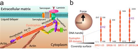 The Role Of The Dystrophin Glycoprotein Complex In Muscle Off